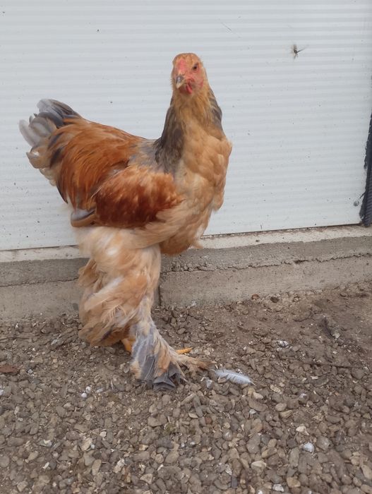 Cocosi brahma 6 luni