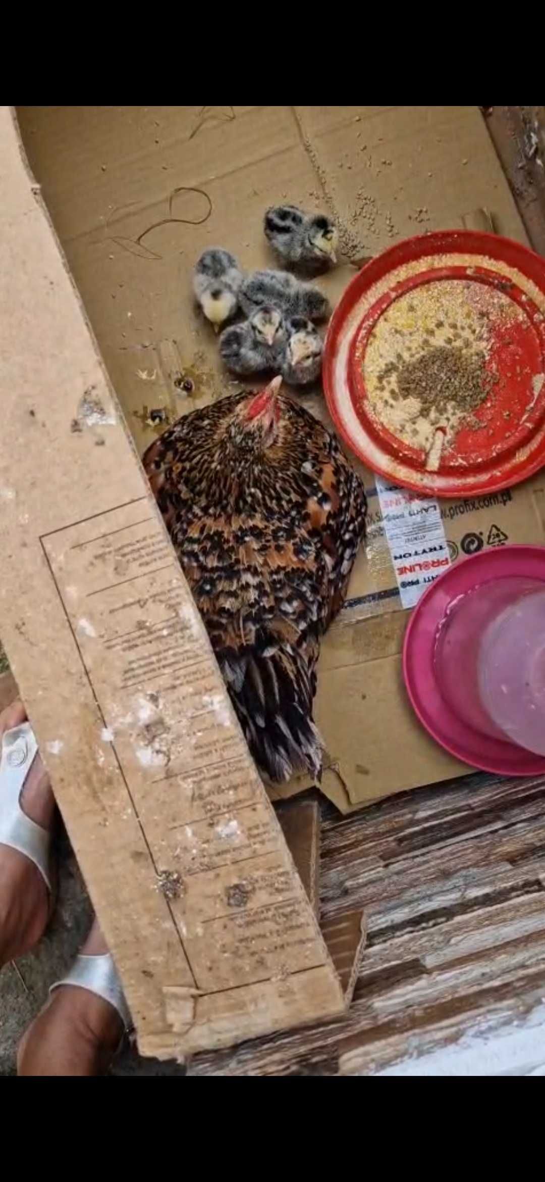 Pui gaini piticesti de portelan
