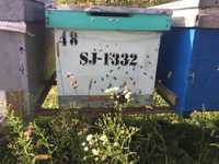 Vând familii de albine din roi 2023-cu mătci obținute prin transvazare