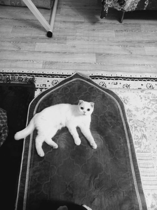 вислоухый шотландск девочка