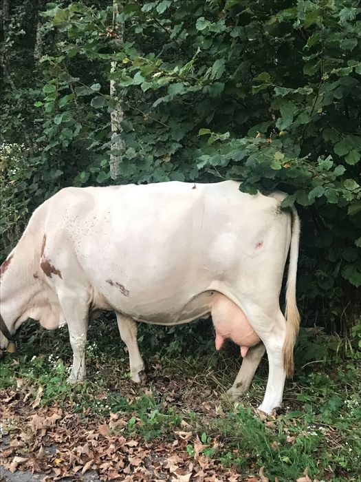 Vând vacă de 8 ani
