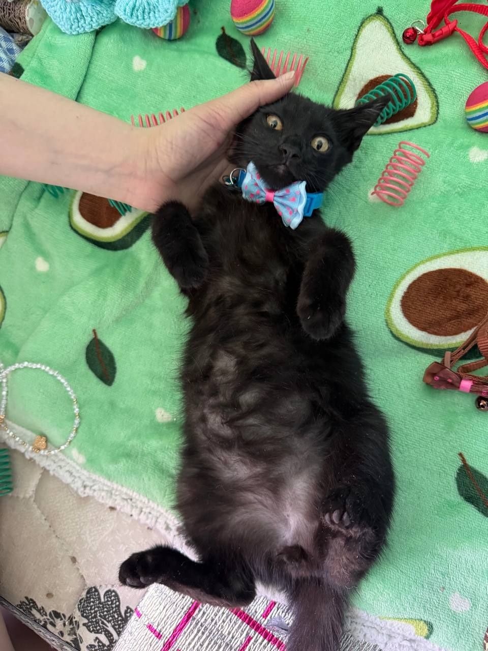 Пристраивается котенок в добрые и ответственные руки!