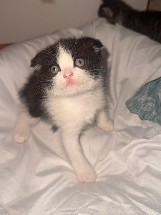 Вислоухий мальчик 5000тг