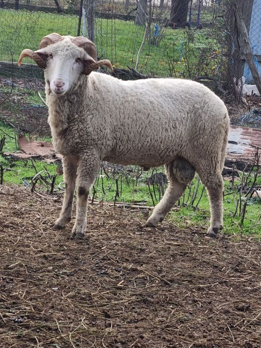 Berbec tanar pentru pastrama