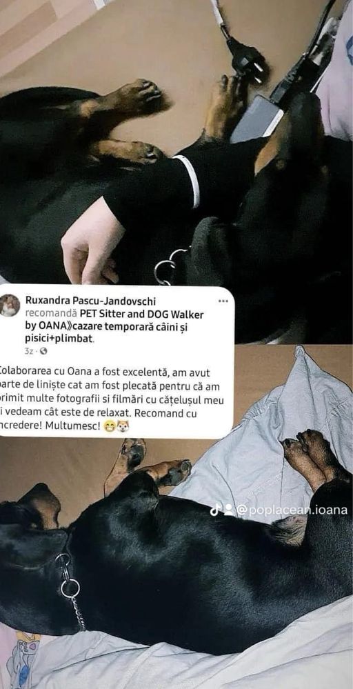 Pet Sitter SIBIU . Cazare temporară câini si pisici