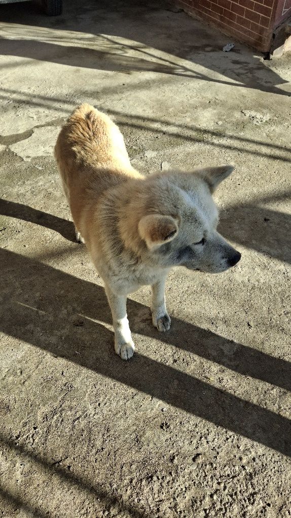 It kerak Akita inu zoti erkakagi kerak  ayol kuchuga qoʻshishga