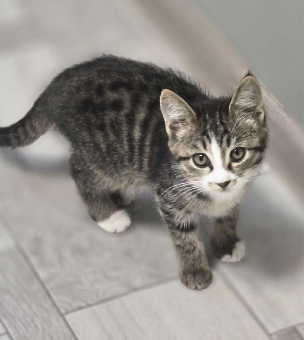 Котенок ищет дом и любящих хозяев.