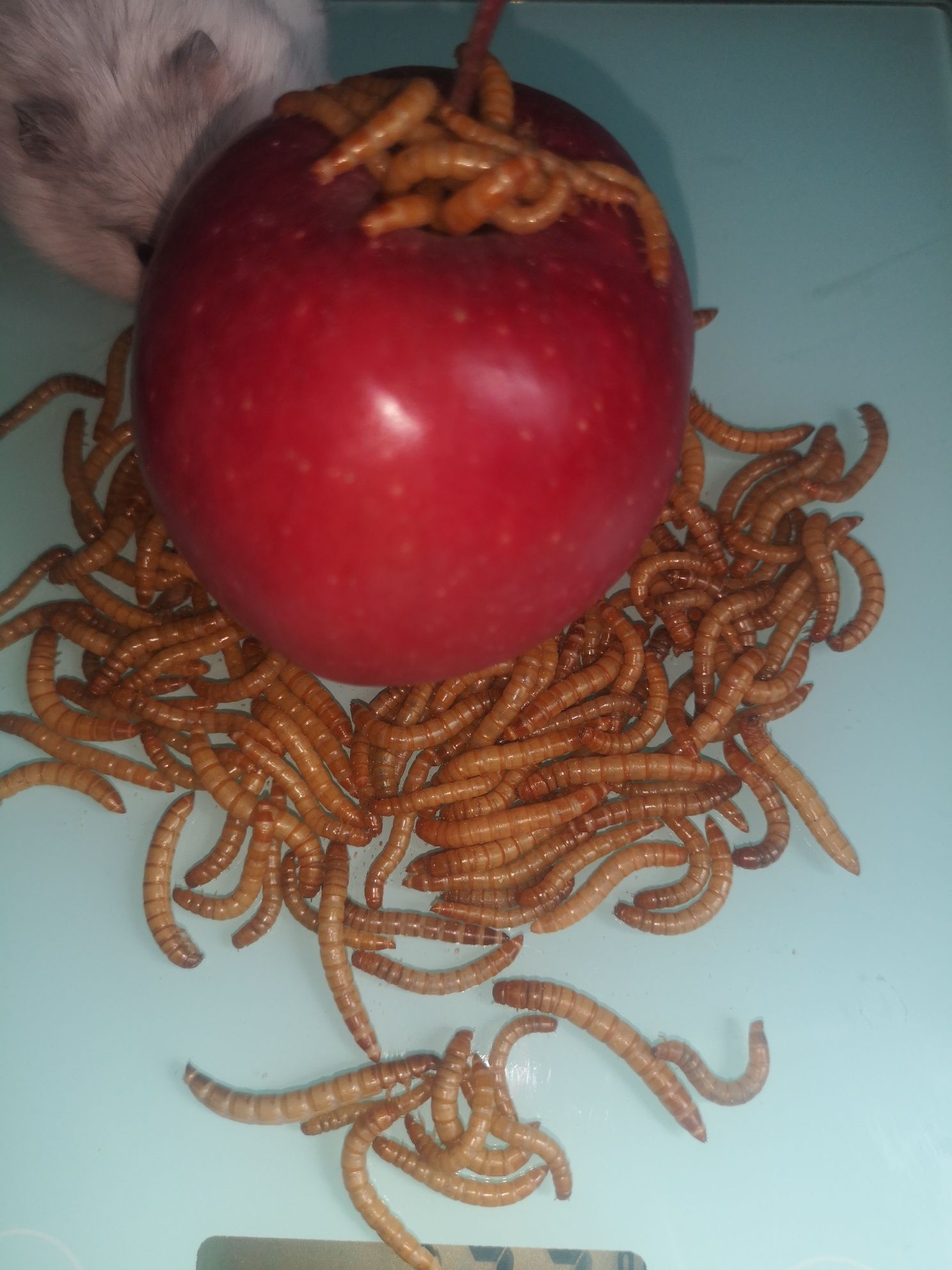 Hrana vie, viermi de făină, mealworms animaluțe de companie, păsării..