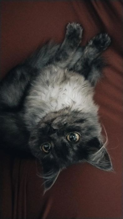 Котик Лили (Отдам переноску)