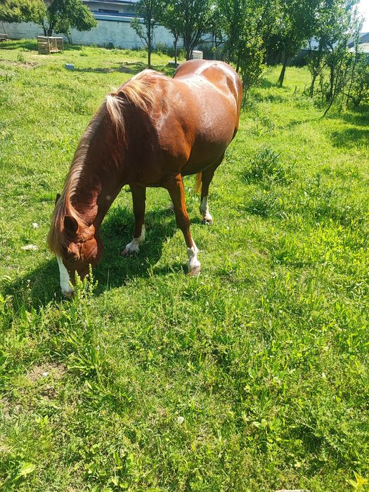 Vând iapa de 10 ani
