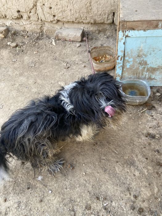 Отдам даром сабака добрий