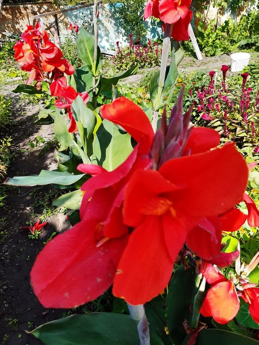 Цветы Канны садовые