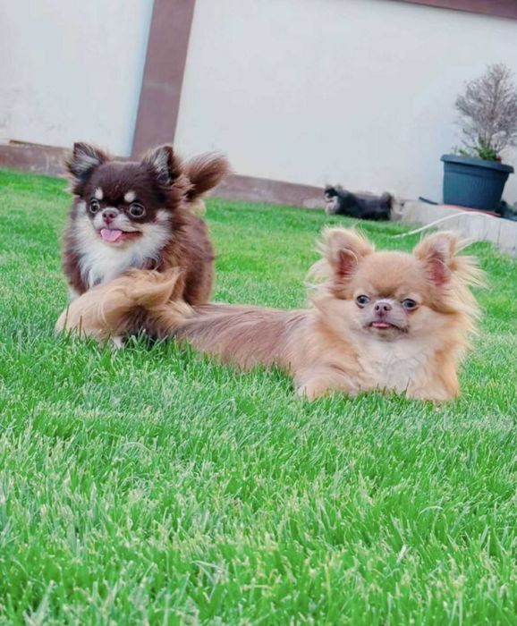 Женско миниатюрно чихуахуа шоколадов тен