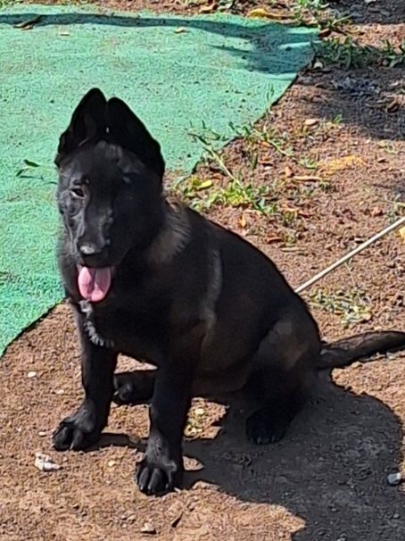 Vând Ciobănesc belgian malinois în vârstă de 8 luni