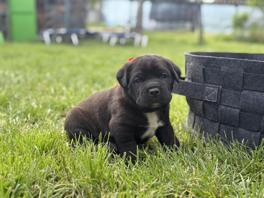 Кане корсо чистокръвни бебета cane corso italiano