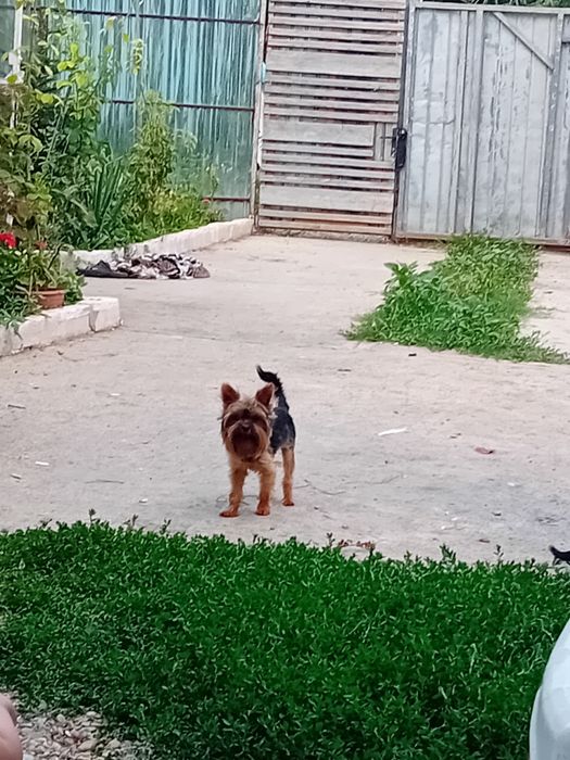 Yorkshire terrier mini toy