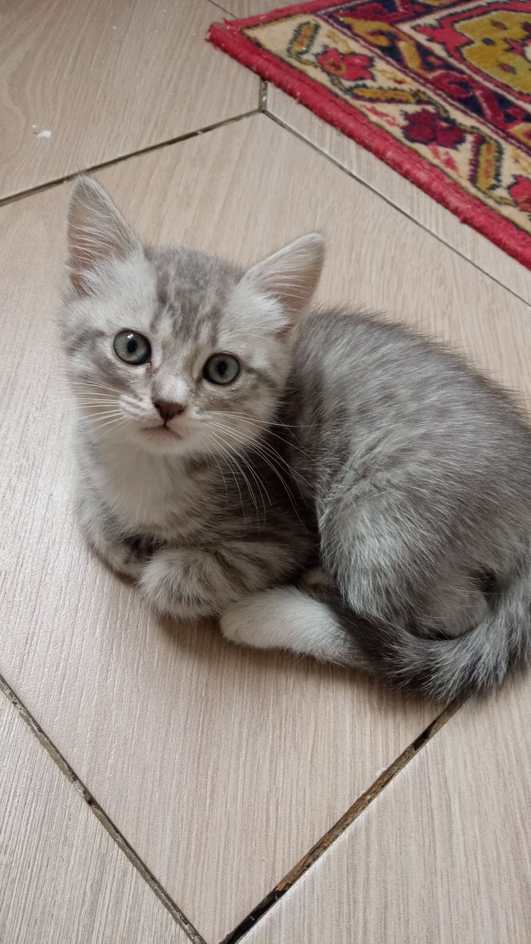 Продам Британского котенка