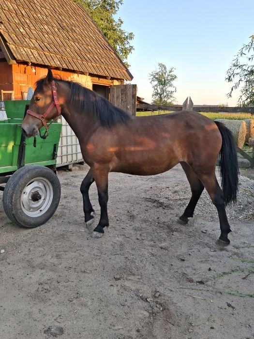 De vânzare mânza 1,5 de ani