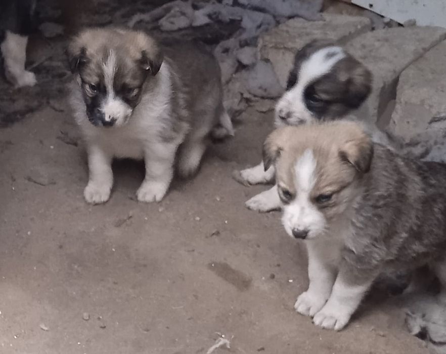Отдаем маленьких щенят