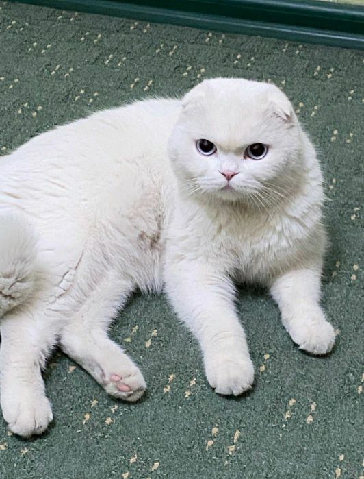 Вязка шикарных котов