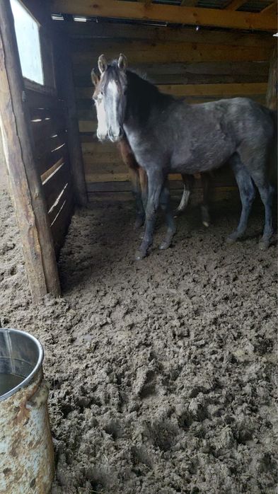 Продам полторушек, тайлар сатылады