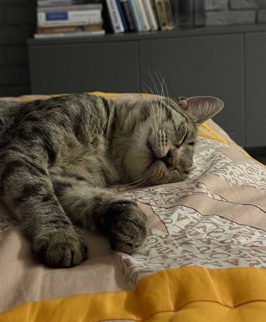 Кот Барсик (ласковый, кастрирован)