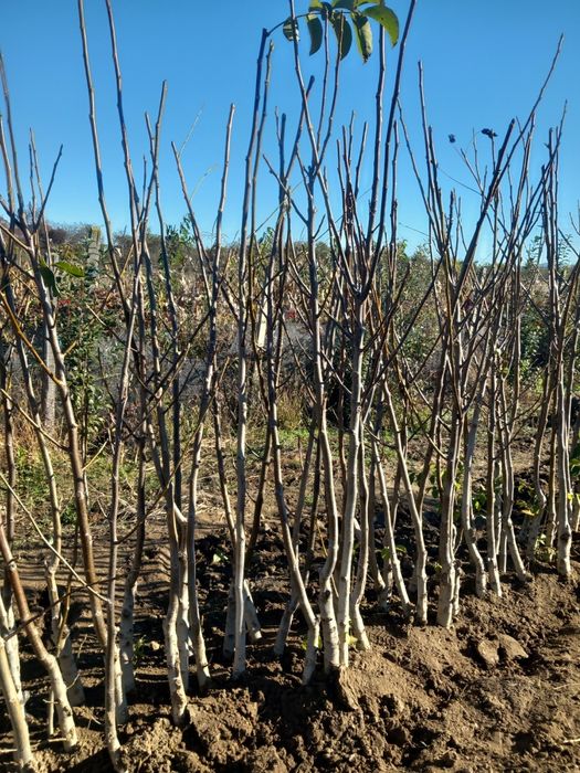 Vând puieti de nuci altoiți. Anul.4