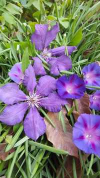 Клематисы - многолетние въющиеся кустарники с прекрасными цветками.