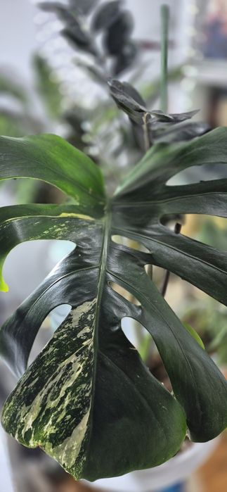 Monstera albomarginata/plante apartament/philodendron
