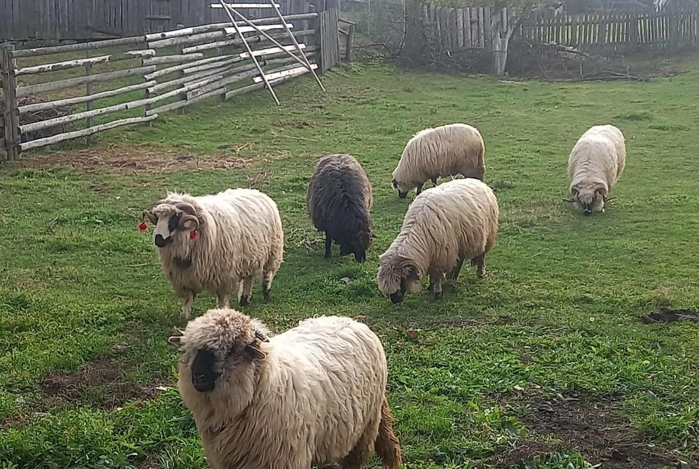 Berbec tânăr de vânzare/schimb