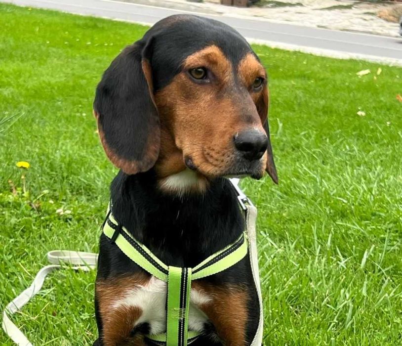 Подарявам женско кастрирано куче. Момиченце на 10 месеца.