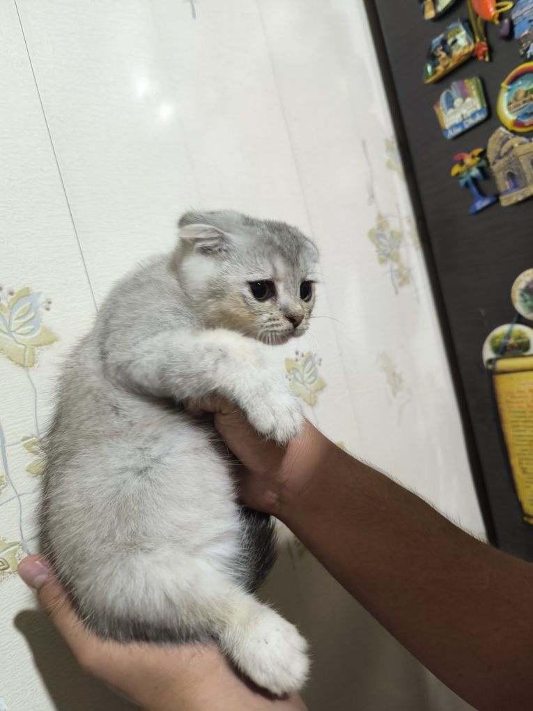 Вислоухие котята