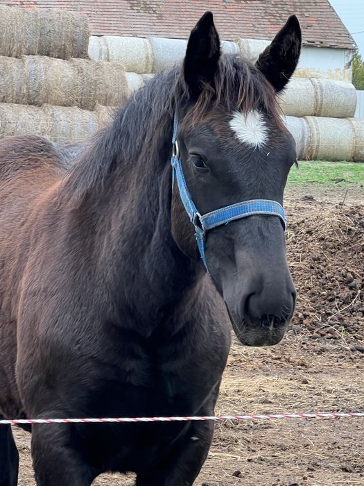 Manza Percheron varsta de 6 luni
