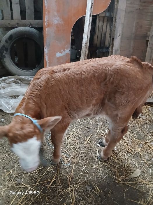 Vând  vita. Baltata  romneasca