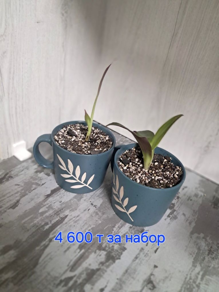 Продам кактусы и рео