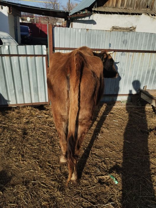 Продам 3 годовалую телку стельную