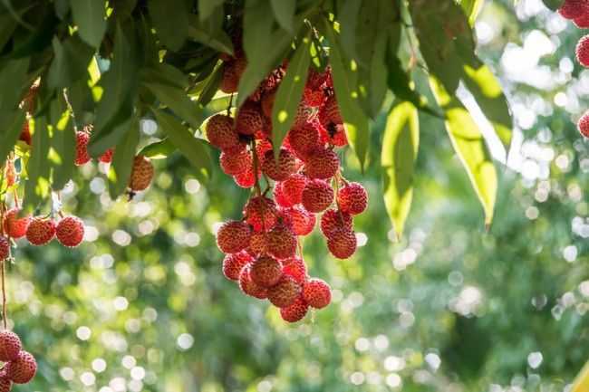 Arbuști Fructiferi  Litchi