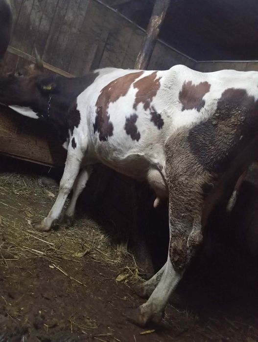 Vând vacă bună de ținut