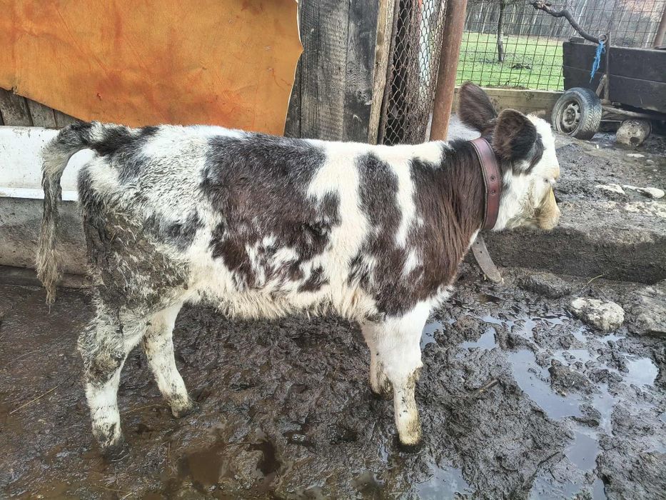 Vând vitea belgiană cu vârsta de 2 luni