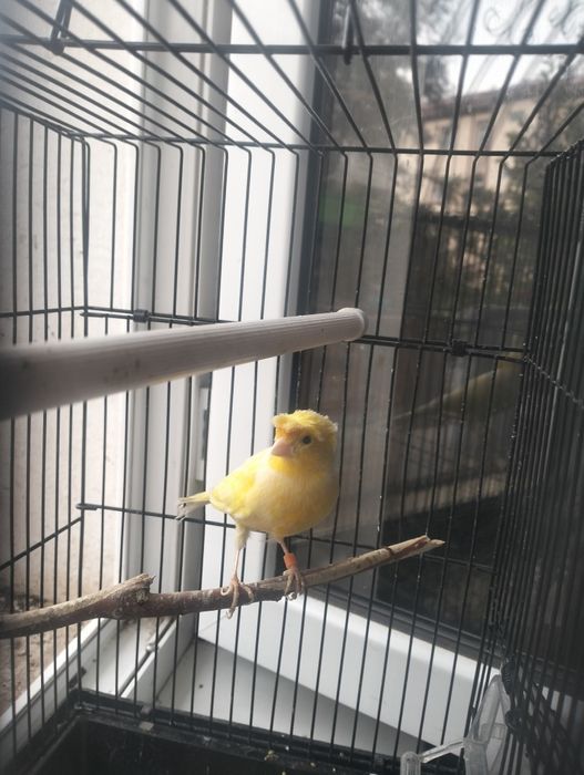 Nar kanareka dopli 8 oyli lic yozsela sayrogn vds bor