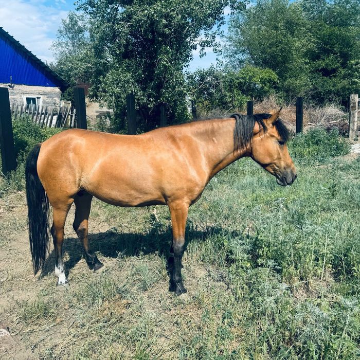 Бие сатылады.