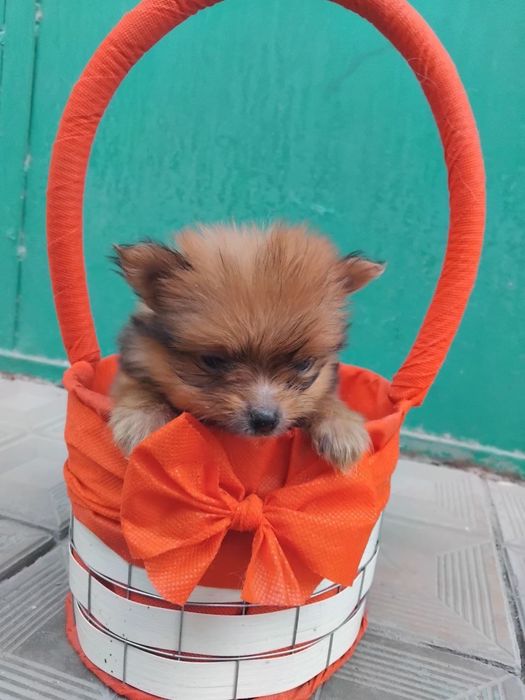 Продаётся мини йорк щенки 2 месяца торг уместен