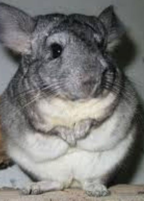 Mascul chinchilla gri - 4 luni (sinsila)