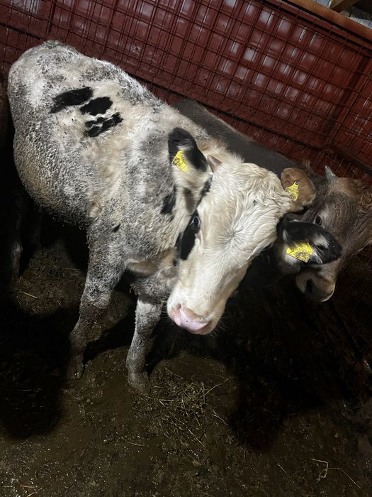 Vand 2 taurasi de 300kg