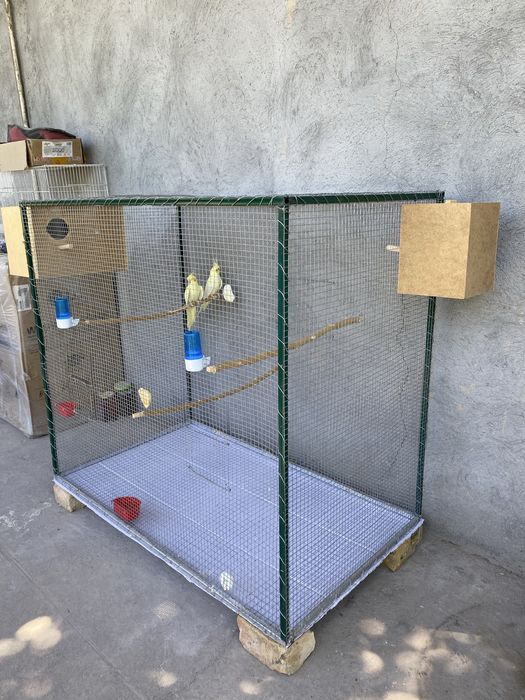 Папугай корелла 2