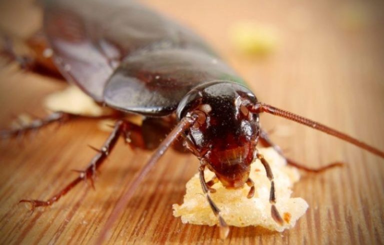 Борная кислота для тараканов и др.насекомых