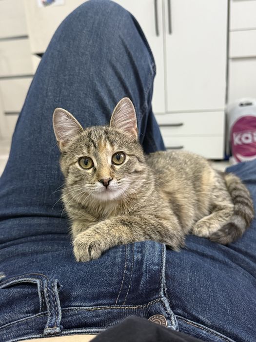 Ласковая кошечка