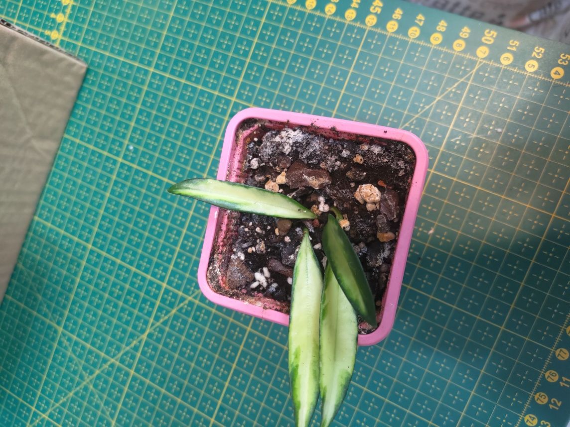 Hoya wayetii variegata - lacrima maicii Domnului