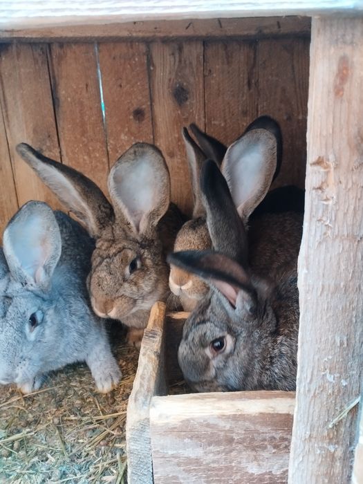 Vând iepuri de rasă Uriaș German