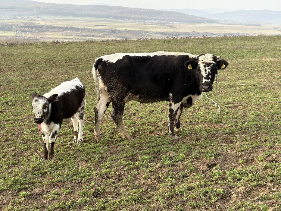 Vacă cu vitel de vânzare
